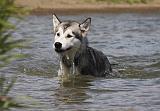ALASKAN MALAMUTE 658